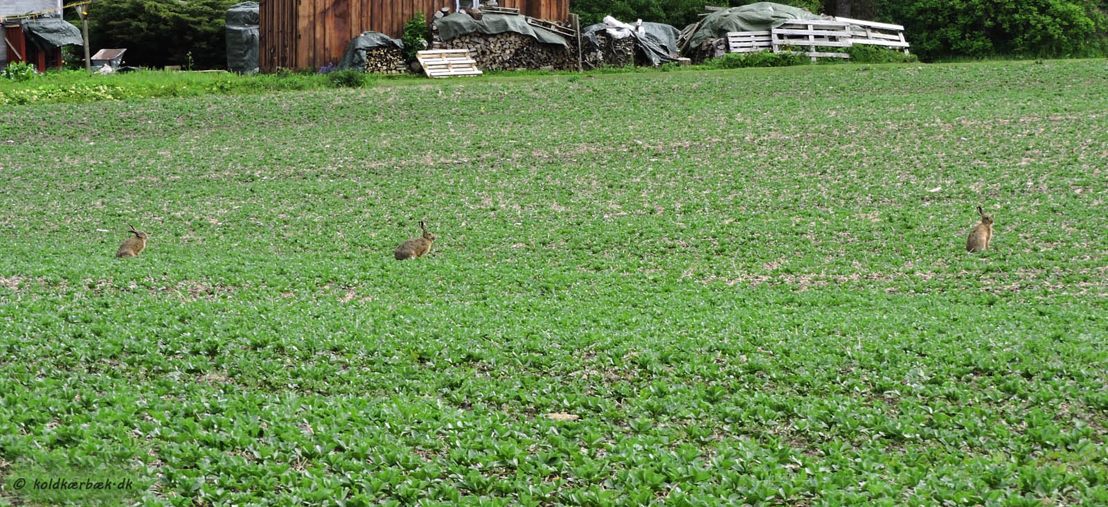Harer på mark med Hestebønner ved Koldkær Bæk. 23-5-2015. Harerne synes at befinde sig godt på markerne med Hestebønner. Om de spiser af dem er ikke observeret. Det kan også være forhold som at afgrøden er lav og åben i lang tid, som tiltaler Haren ? I 2015 blev en del marker omkring Koldkær Bæk dyrket med Hestebønner. En relativ ny afgrøde i Danmark med højt proteinindhold, som i husdyrsfoderet kan erstatte Soja. Det sparer transport /CO2 i forhold til import af Soja fra varmere himmelstrøg. 